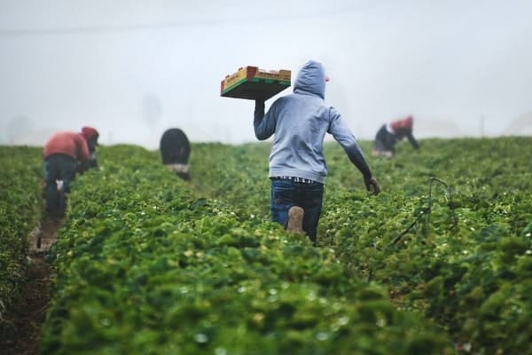 Farming Myths