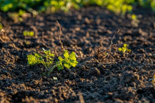 Soil Management