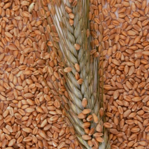 Organic Barley
